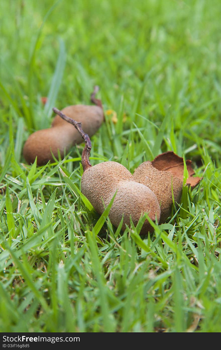 The tamarind on the grassland