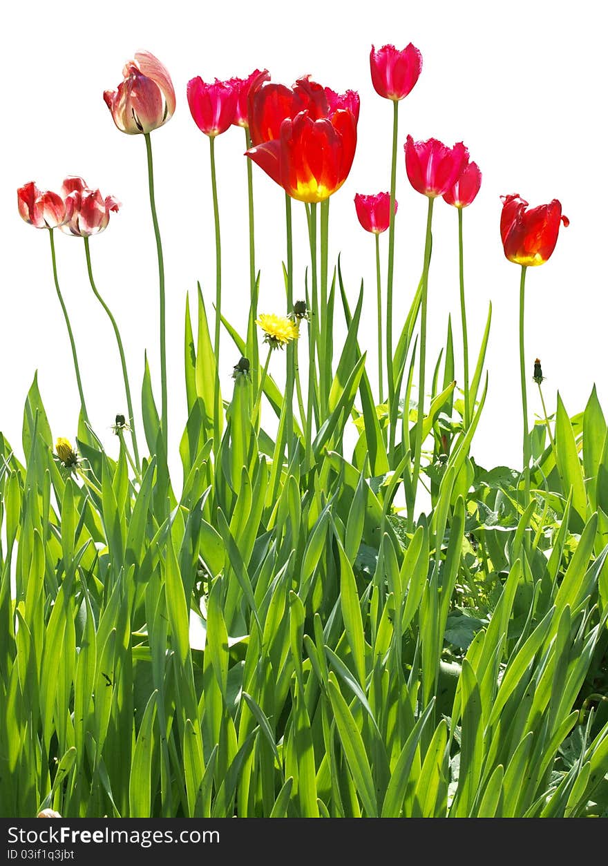 Color photograph of red tulips. Color photograph of red tulips