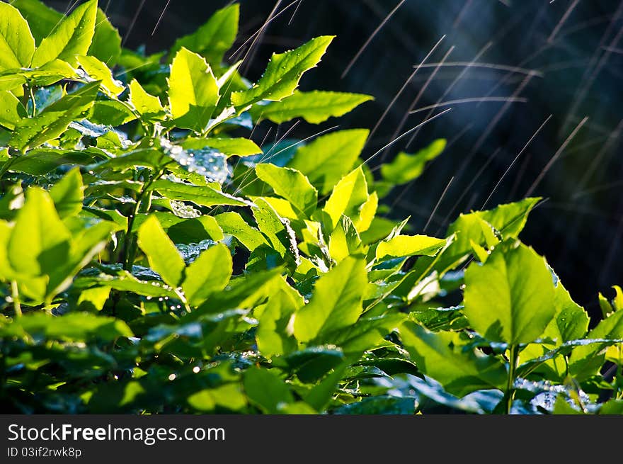 Bush in the spring rain. Bush in the spring rain