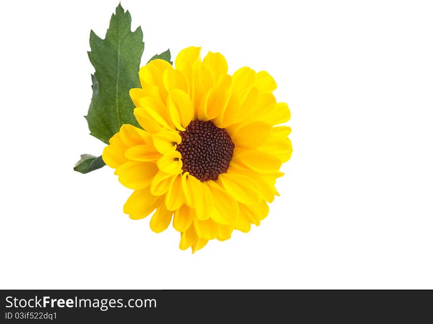 Yellow flower  isolated on a white background