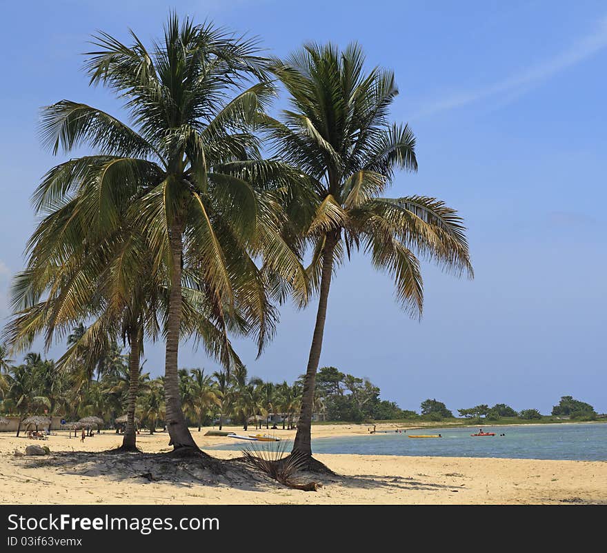 Coconut palms on Caribbean beach, Cuba