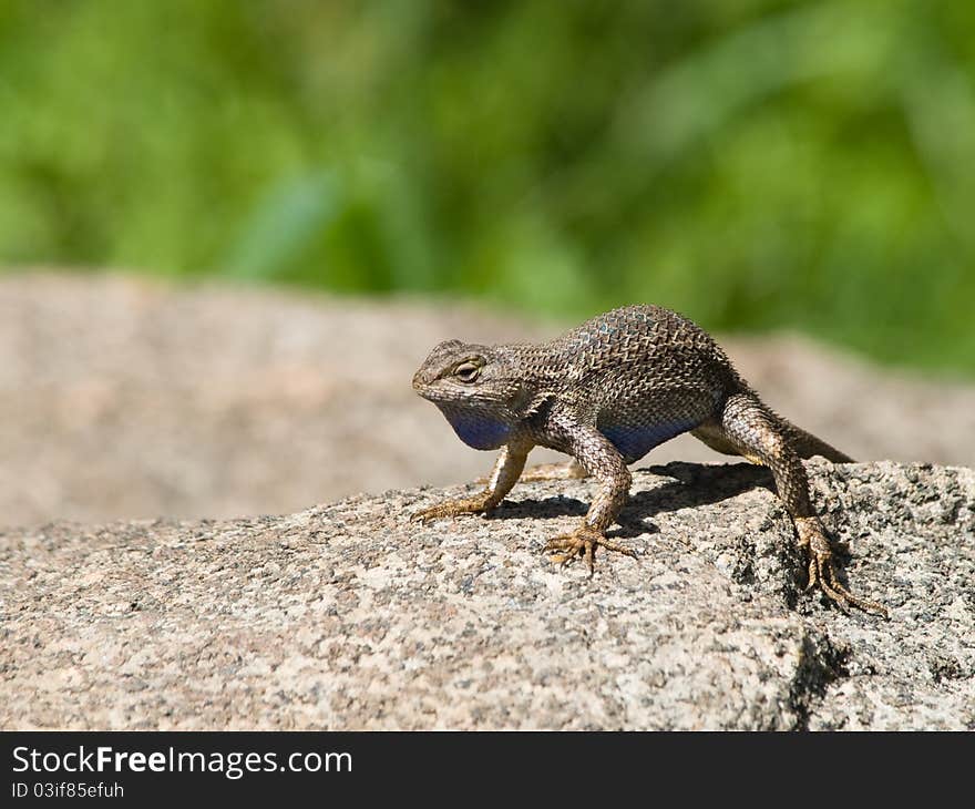 Western Fence Swift Lizard