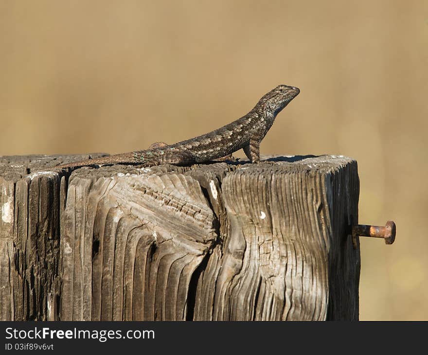 Western Fence Swift Lizard