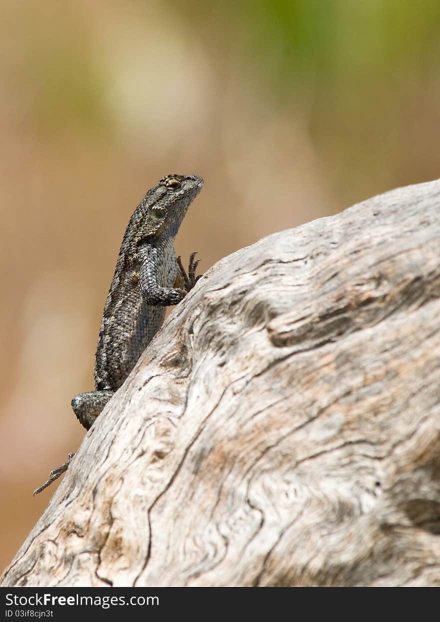 Western Fence Swift Lizard