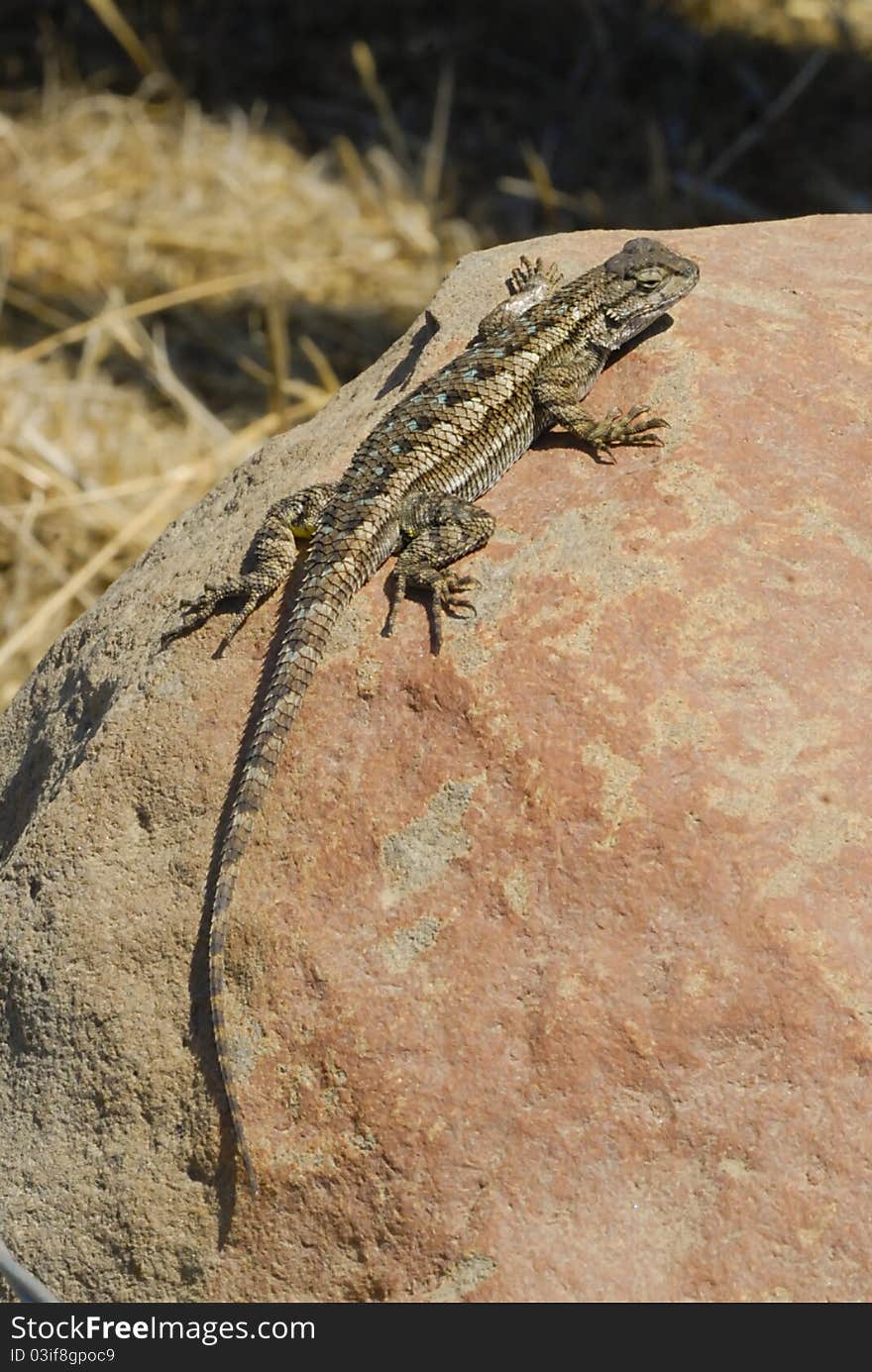 Western Fence Swift Lizard