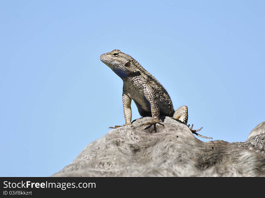 Western Fence Swift Lizard