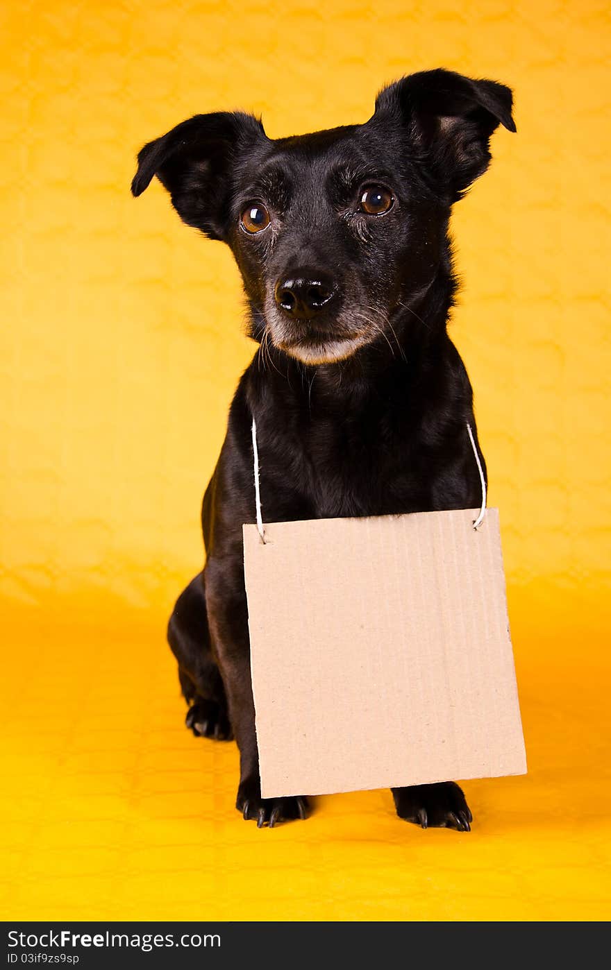 A black Jack Russell Terrier being happy, with a carton plate around its neck on a yellow background. A black Jack Russell Terrier being happy, with a carton plate around its neck on a yellow background.