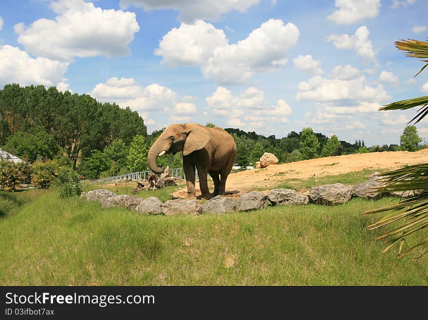 Picture of an elephant of africa