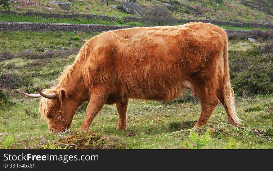 A Highland Cow eating grass in the country