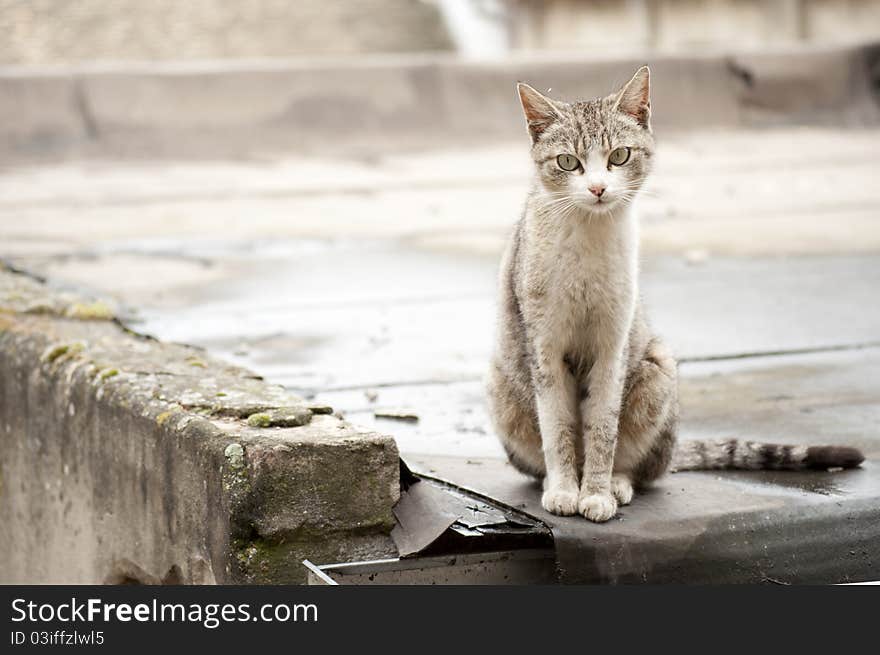 Picture of lonely cat on old roof. Picture of lonely cat on old roof.