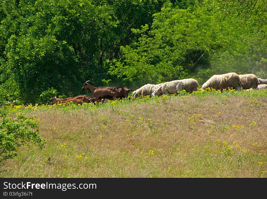 Herd of sheep and goats