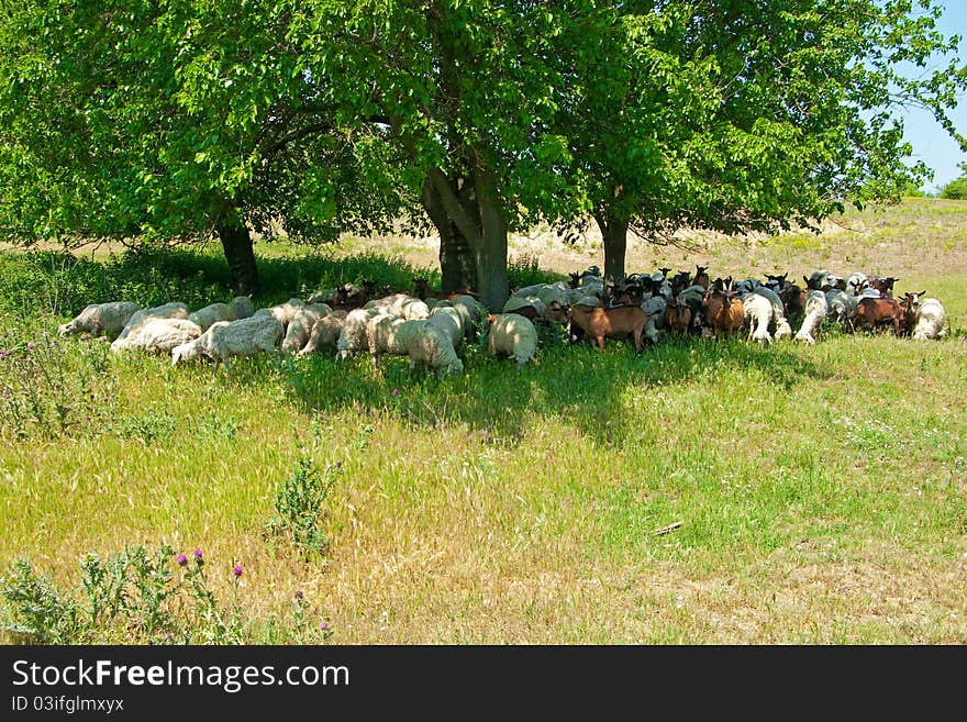 Herd of sheep and goats