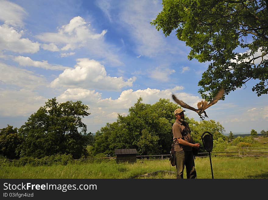 Falconer With Falcon Falco Cherrug .