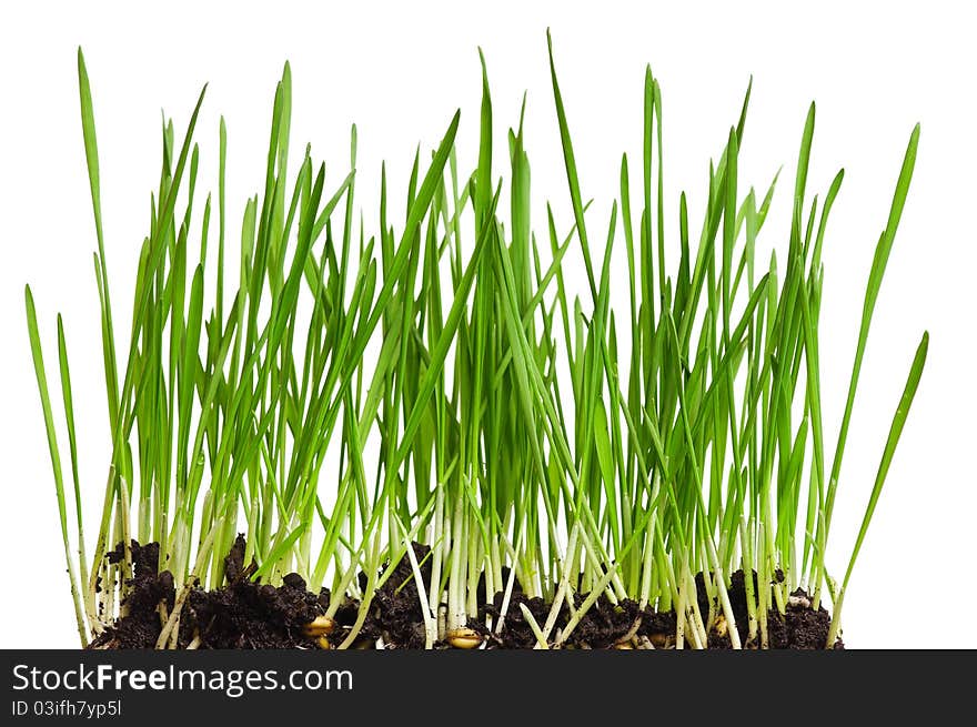 Fresh green wheat grass isolated on white background