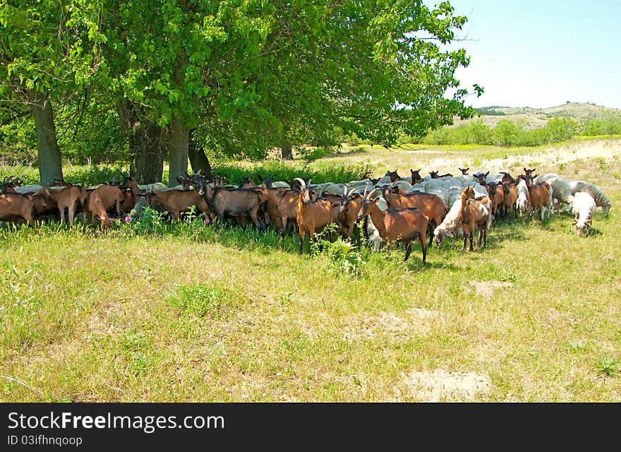 Herd of sheep and goats