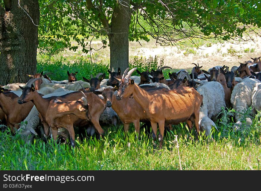 Herd of sheep and goats