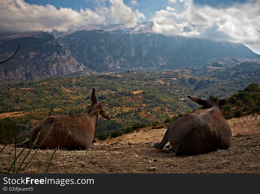 Donkeys admire landscape