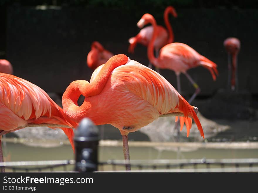 Pink Flamingos