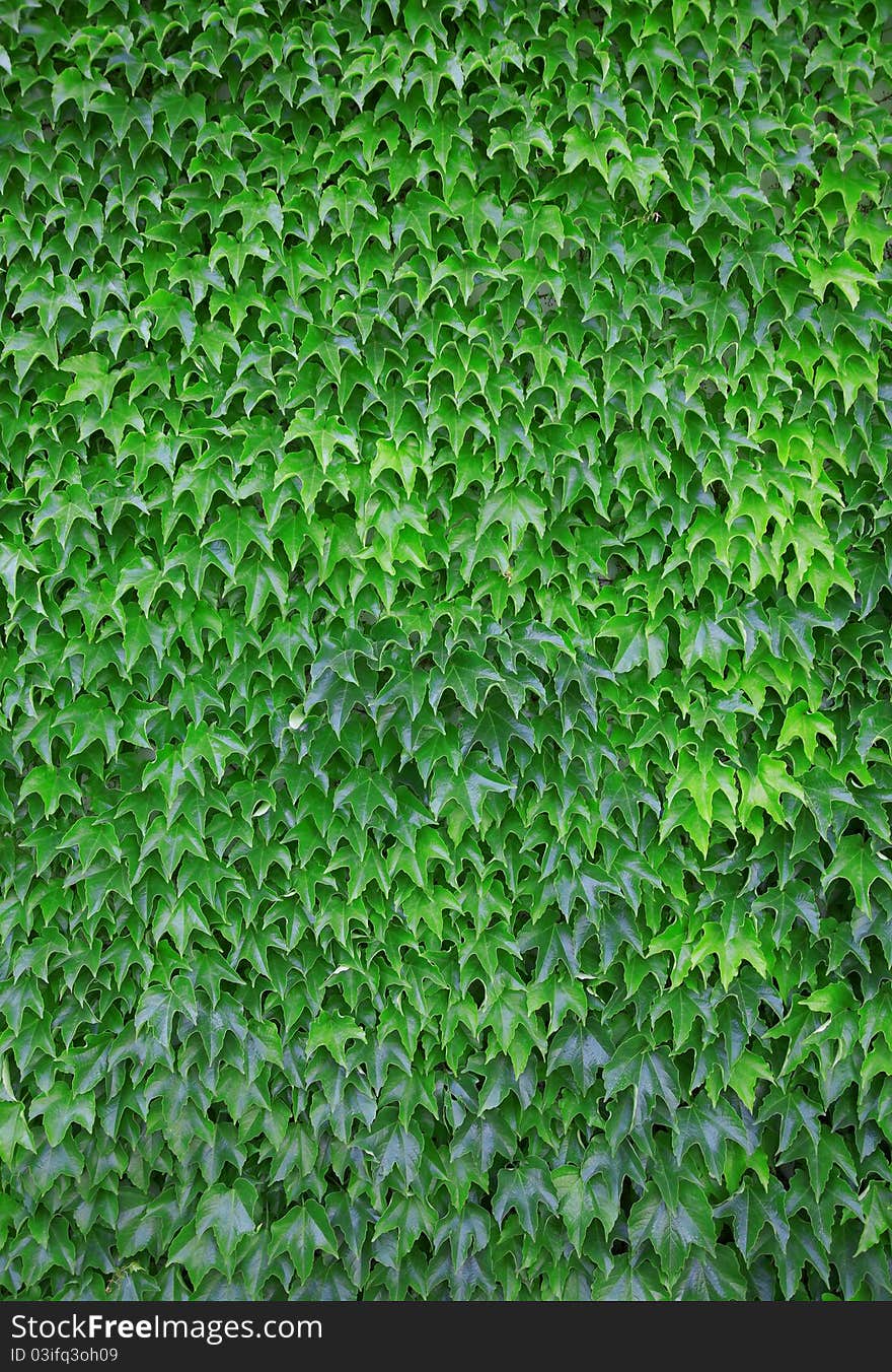 Green leaf a background texture. Green leaf a background texture