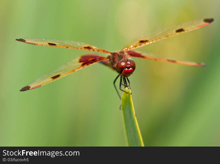 Male Calico Pennant Dragonfly on a green leaf. Male Calico Pennant Dragonfly on a green leaf