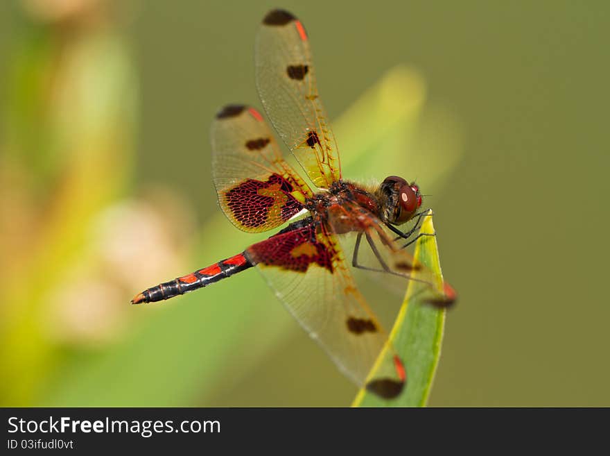 Male Calico Pennant Dragonfly on a green leaf. Male Calico Pennant Dragonfly on a green leaf