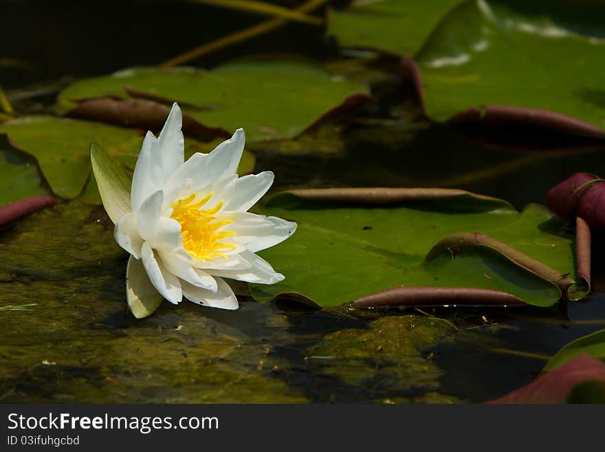 White water lily