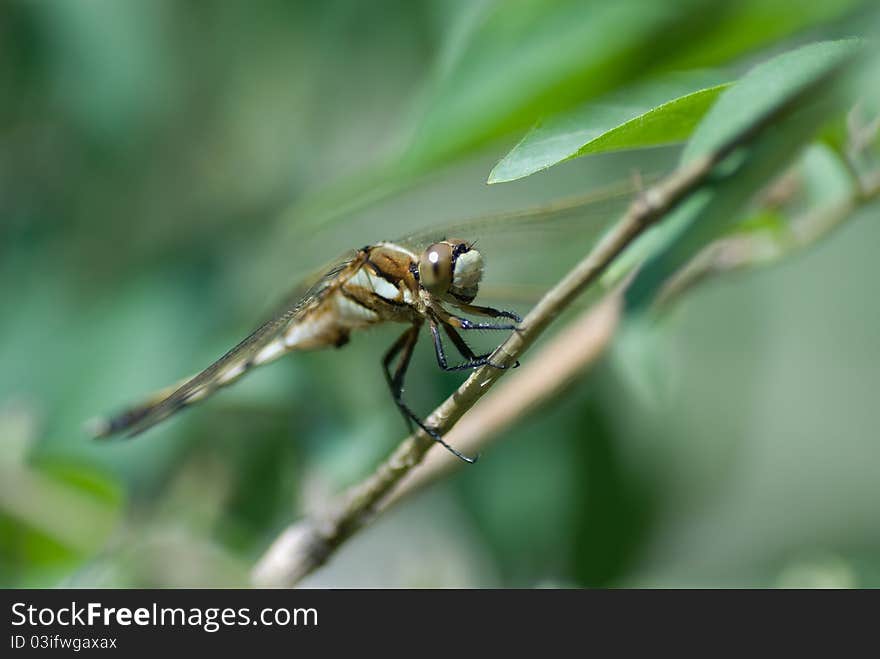 A small man of dragonflies. A small man of dragonflies