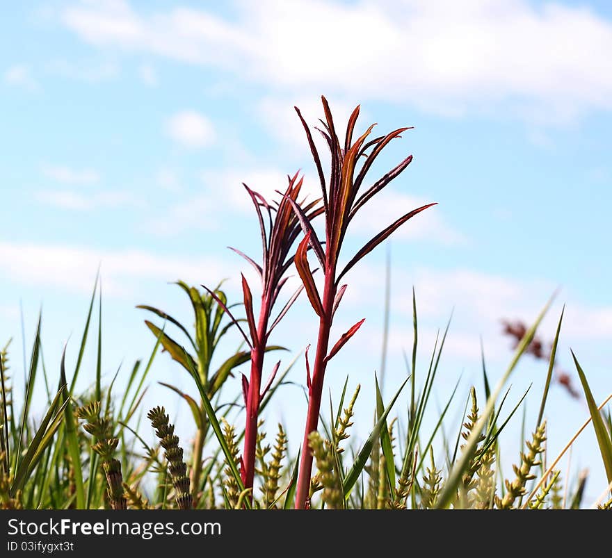 Emerging fireweed in the grass against a bright blue sky. Emerging fireweed in the grass against a bright blue sky