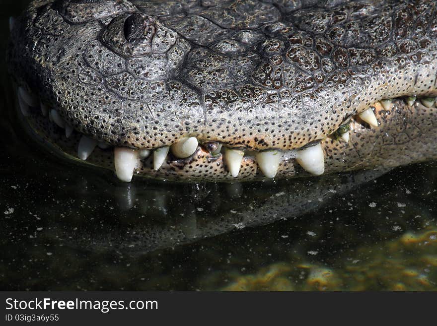 Alligator Close Up Teeth Texture Detail