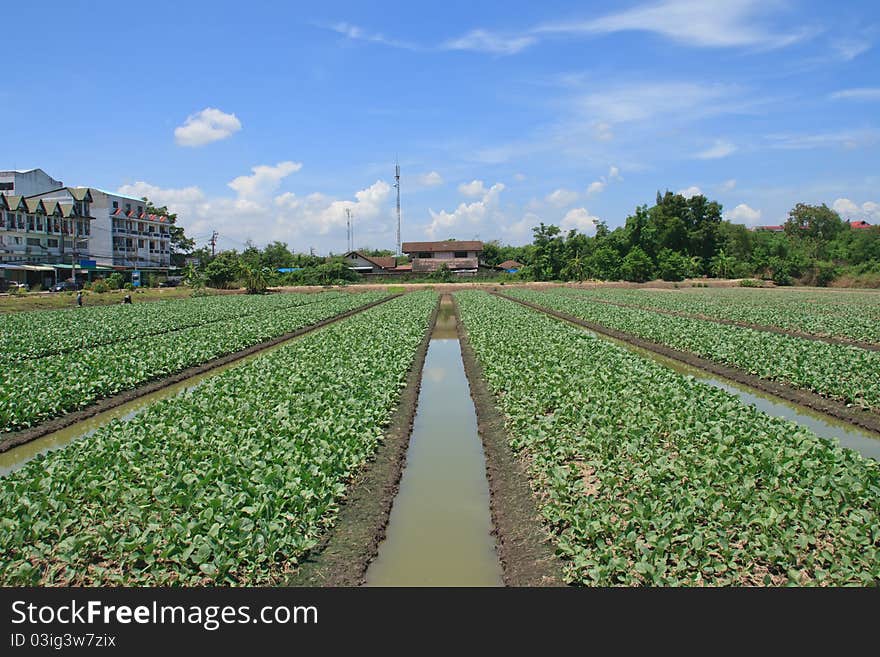 Fresh green vegetables. The most beautiful eyes and nutrients to the body. Fresh green vegetables. The most beautiful eyes and nutrients to the body.