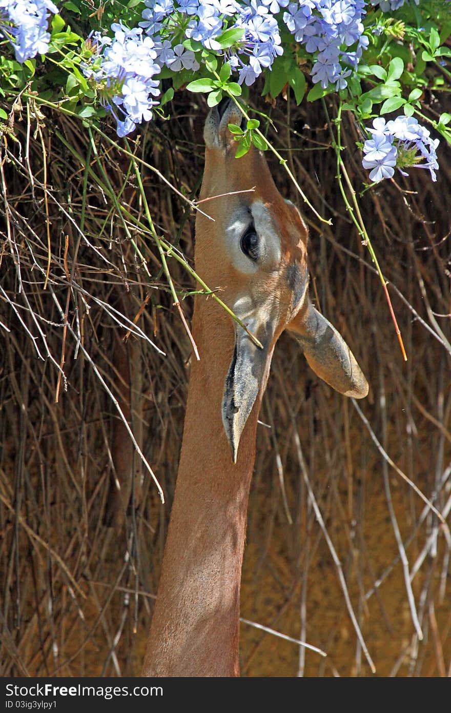 Female Gerenuk Eating With Flower Background