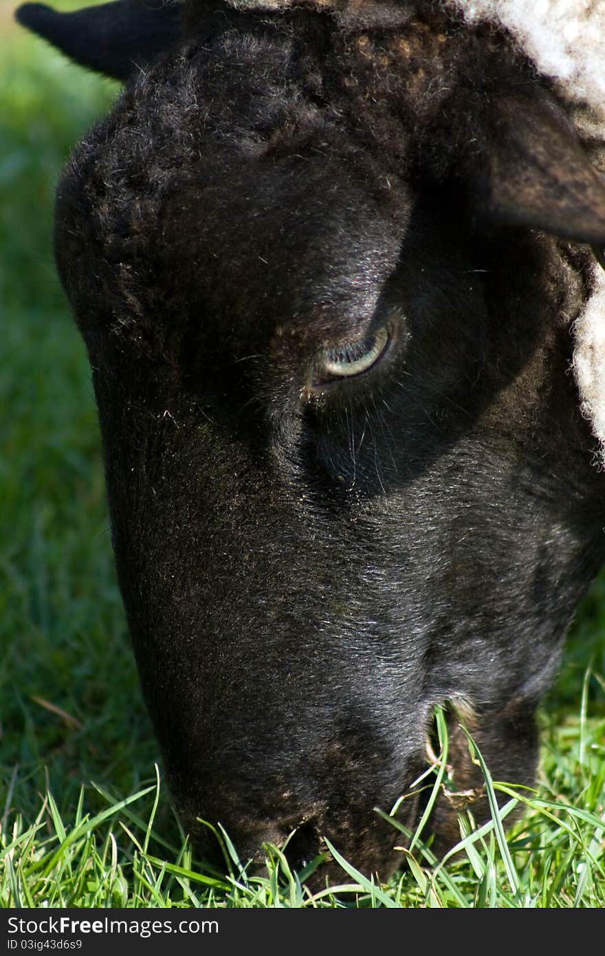 Close up of a sheep eating grass