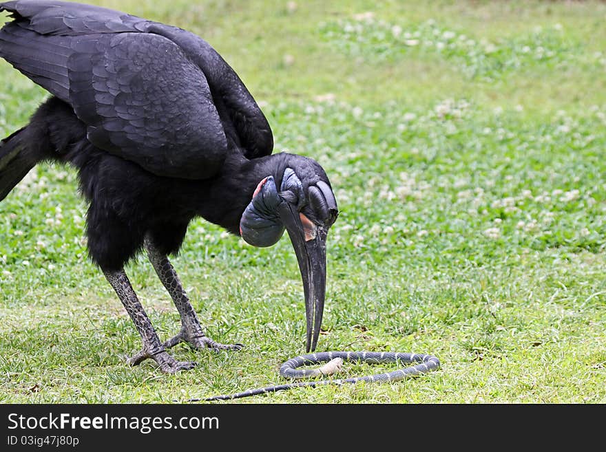 Close Up Of Ground Horn Bill Eating A Snake. Close Up Of Ground Horn Bill Eating A Snake