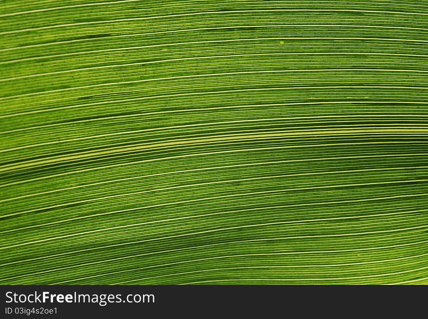 Leaf close up