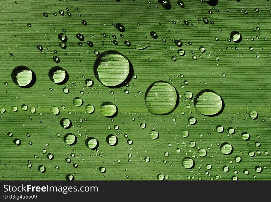 Leaf with water drops