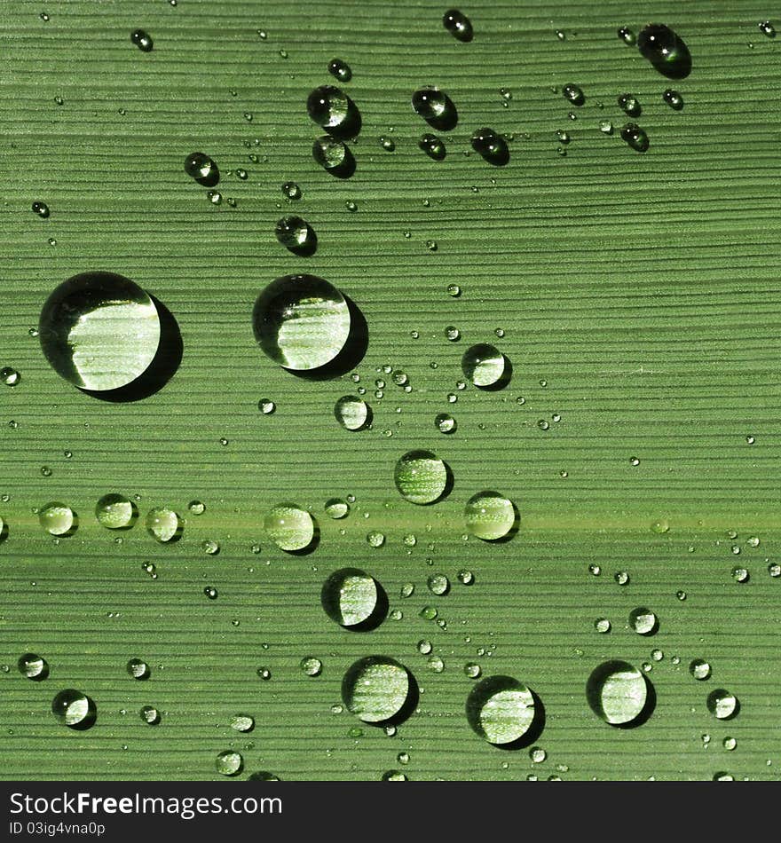 Fresh green leaf with water drops close up