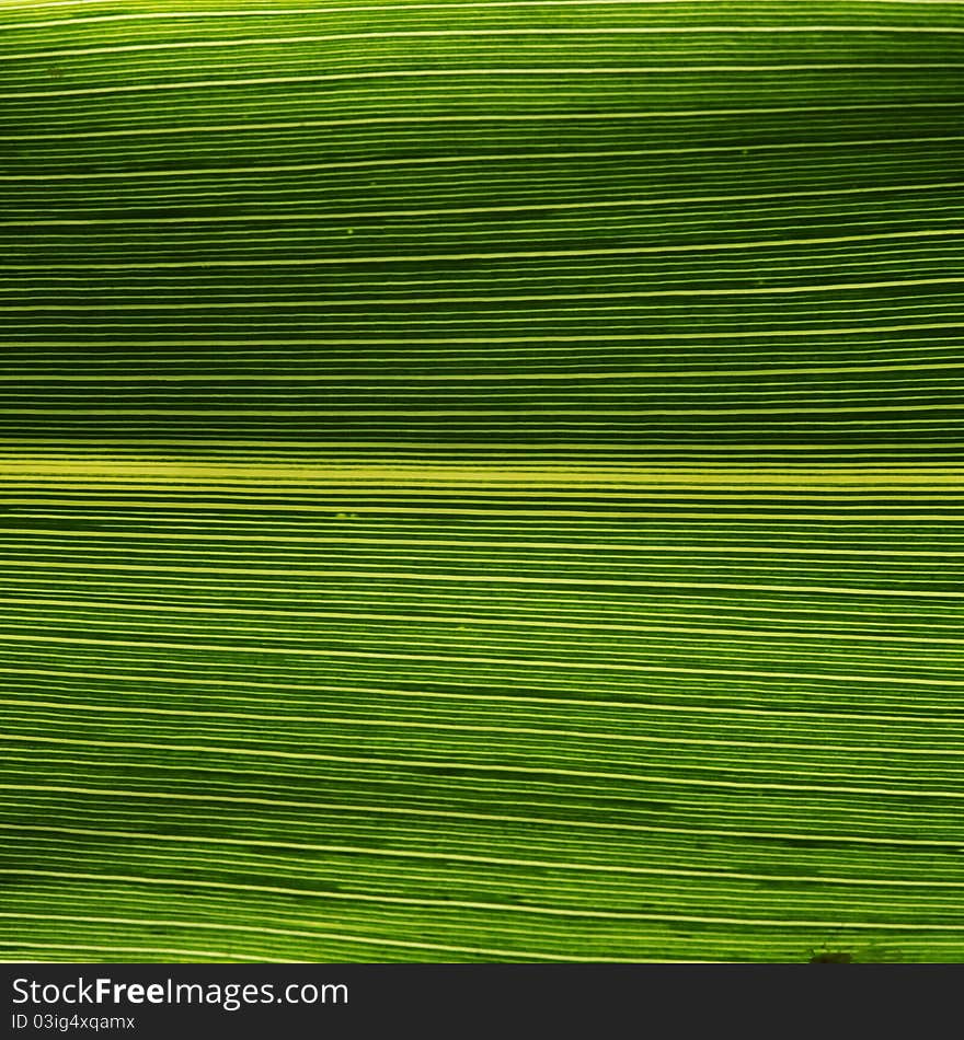 Details of fresh green leaf close up