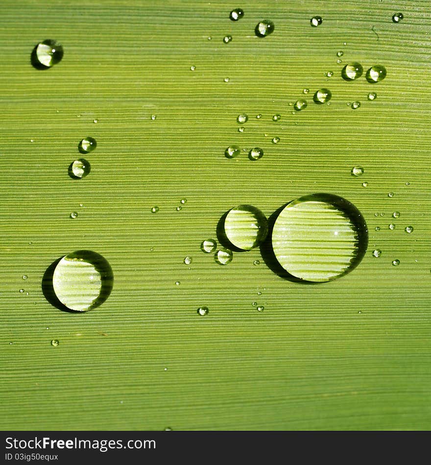 Fresh green leaf with water drops close up