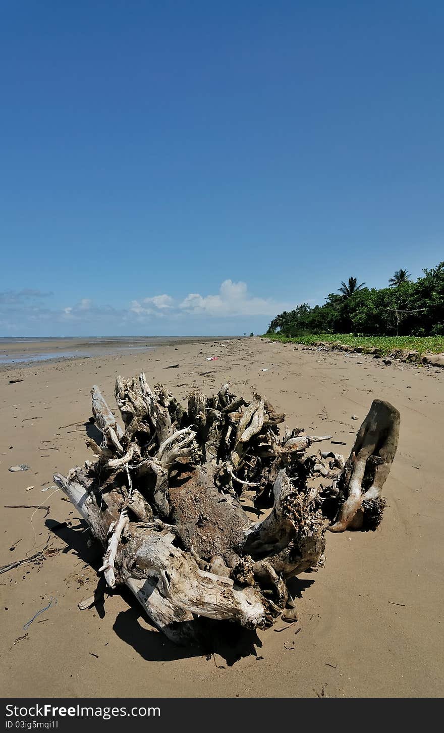 Most of the remaining trees due to erosion / abrasion that often occur around the coast. Abrasion is the process of coastal erosion by sea waves and ocean currents that are destructive. Abrasion is usually referred to coastal erosion. Shoreline damage due to abrasion is driven by the disruption of the natural balance of the coastal area. Although the abrasion could be caused by natural phenomena, but the man often referred to as the main cause abrasion. One way to prevent abrasion is by planting mangrove forest. Most of the remaining trees due to erosion / abrasion that often occur around the coast. Abrasion is the process of coastal erosion by sea waves and ocean currents that are destructive. Abrasion is usually referred to coastal erosion. Shoreline damage due to abrasion is driven by the disruption of the natural balance of the coastal area. Although the abrasion could be caused by natural phenomena, but the man often referred to as the main cause abrasion. One way to prevent abrasion is by planting mangrove forest.