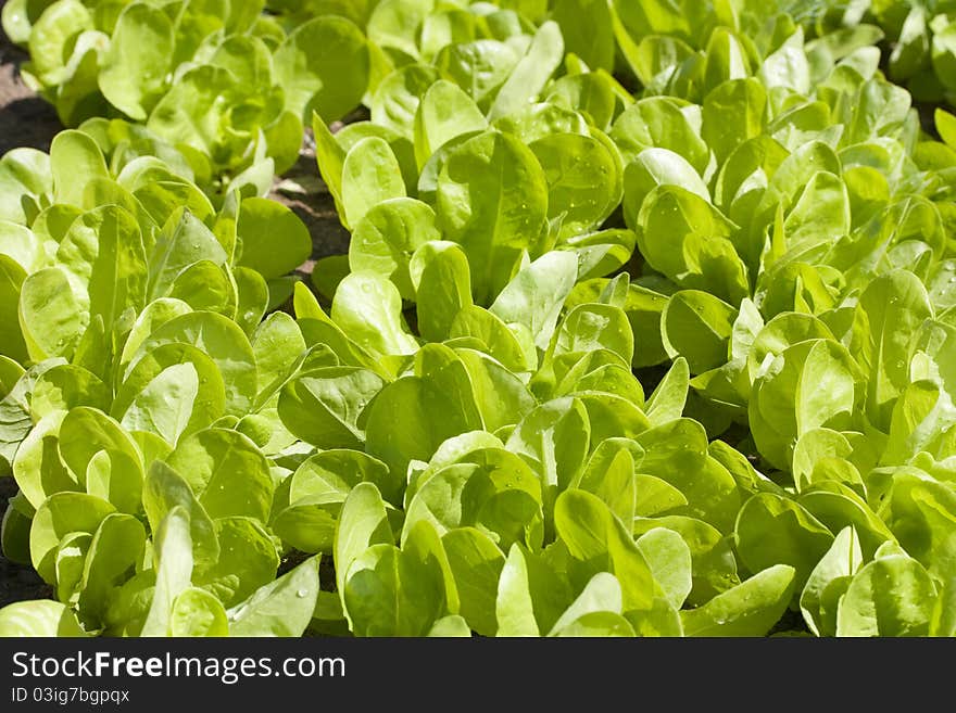 Lettuce Bed in vegetable garden