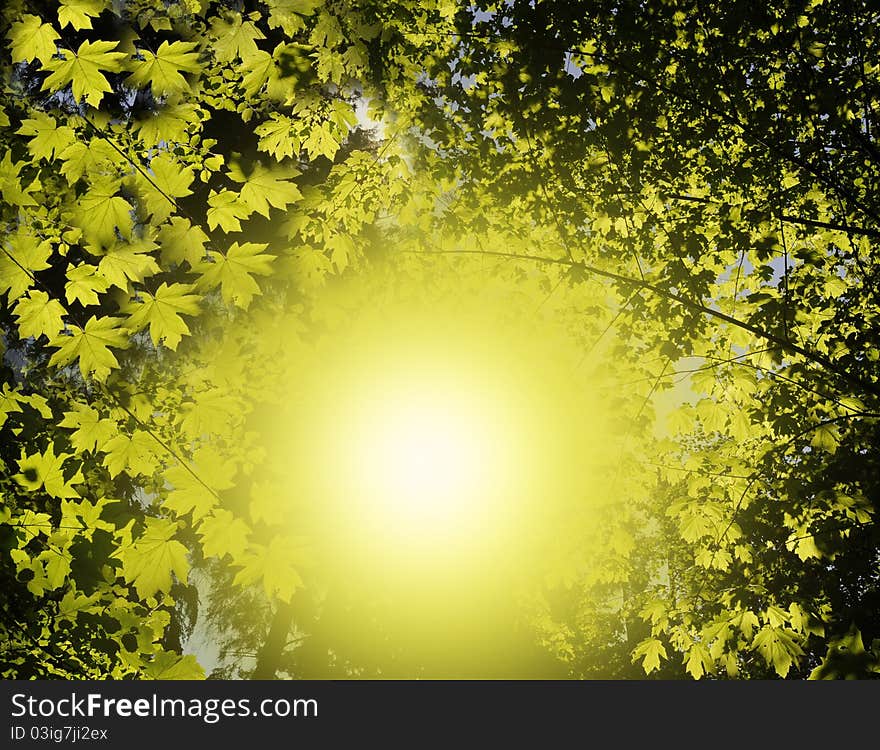 Sun in forest