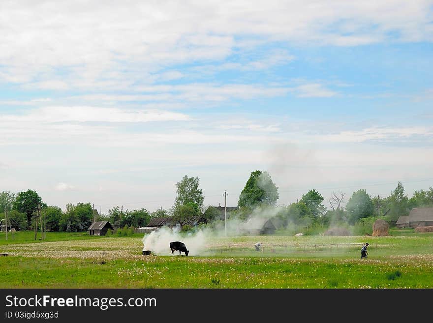 A beautiful landscape of farm with cow. A beautiful landscape of farm with cow