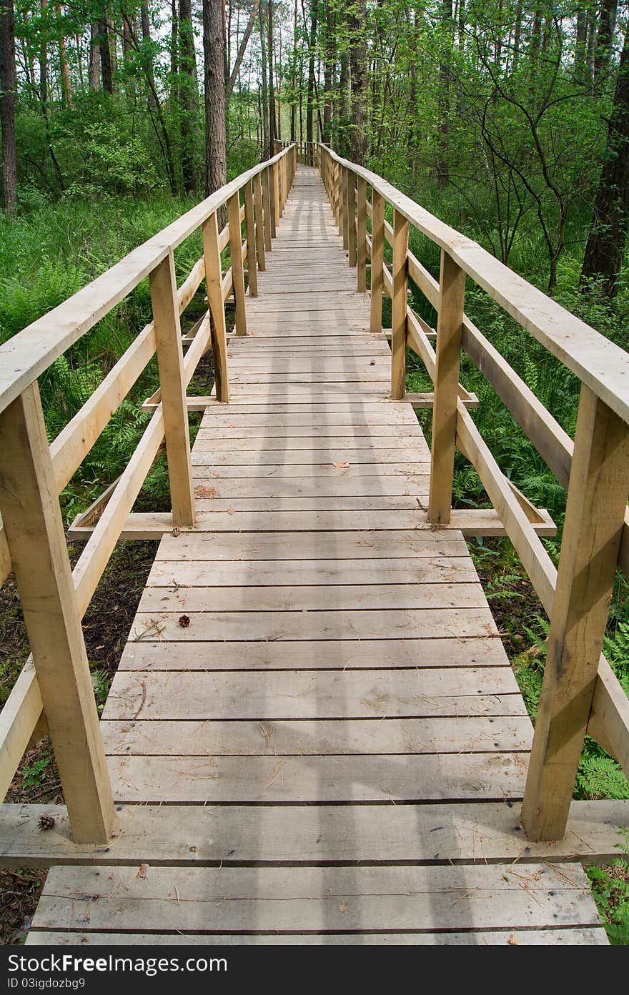 Footbridge over the swamp