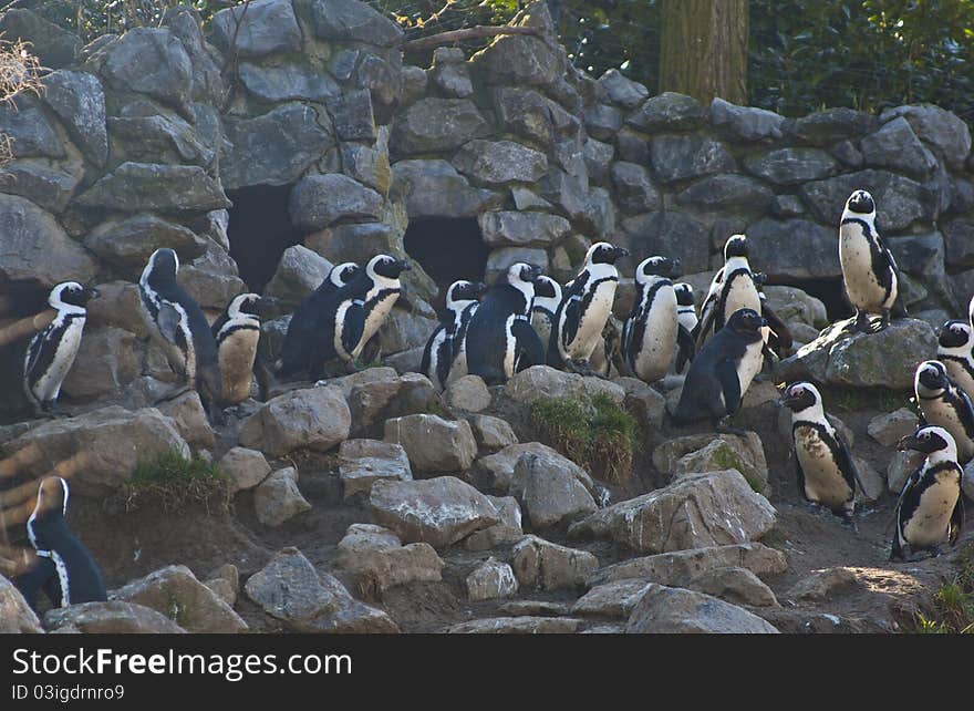 Bunch Of Penguins