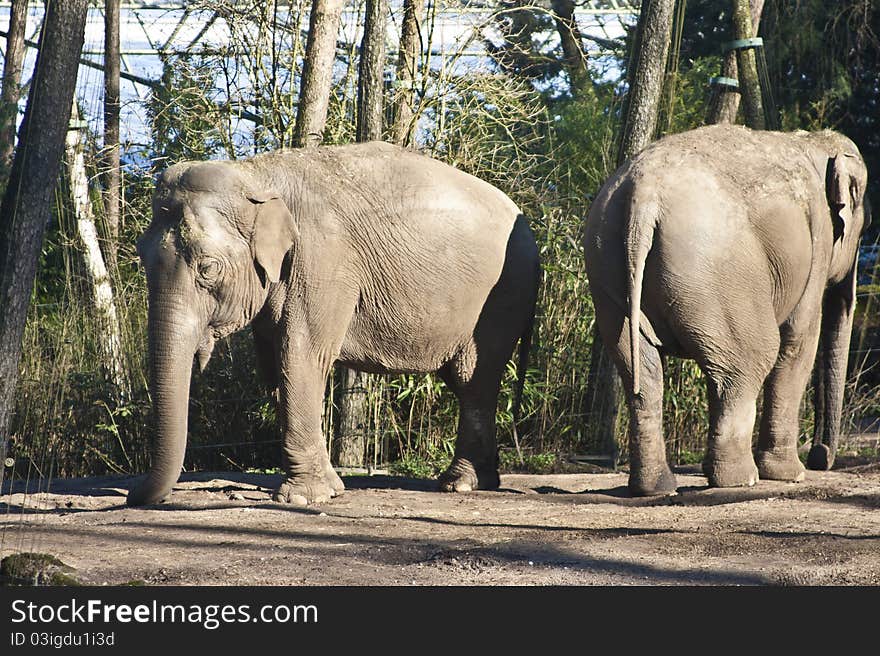 Elephants