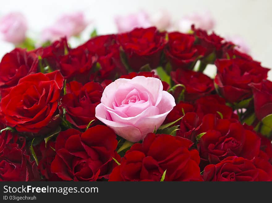 A pink rose in the middle of bunch of red roses in a big vase. A pink rose in the middle of bunch of red roses in a big vase