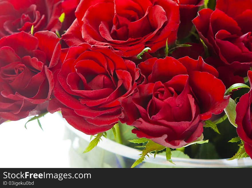 Red Roses