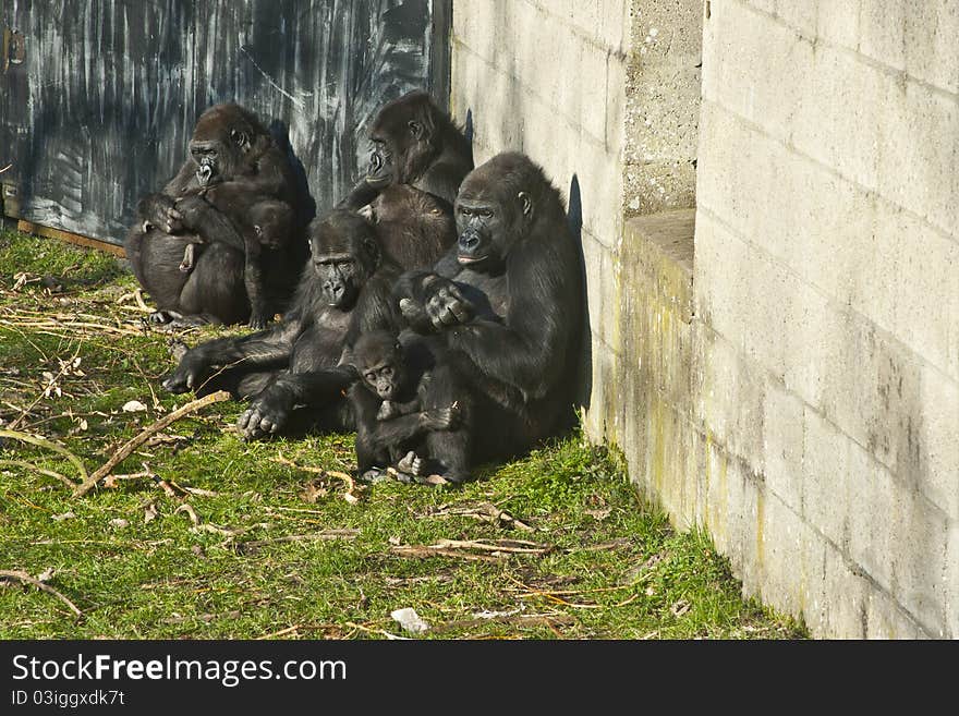 Bunch of gorillas