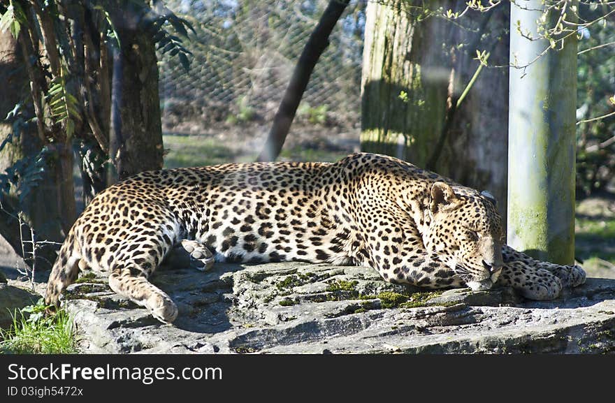 Leopard Sleeping