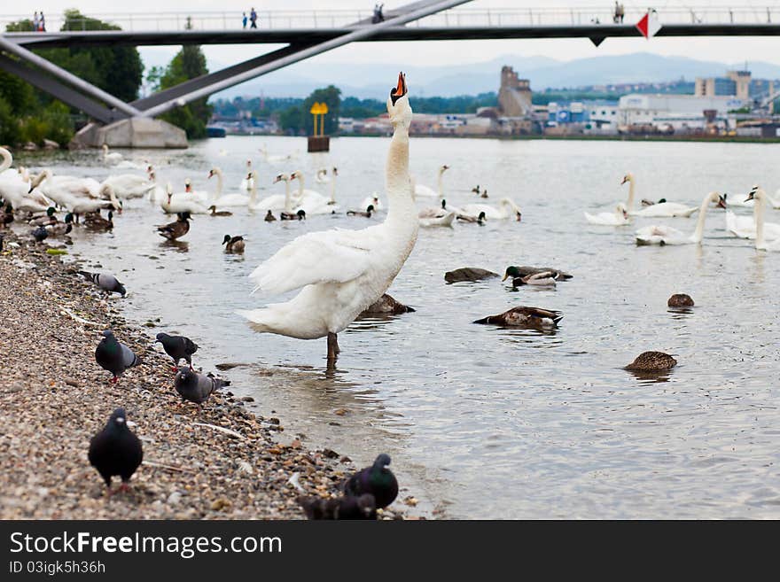 Swan Gargling